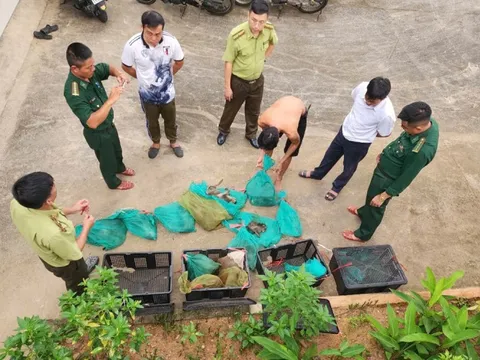Xử phạt người đàn ông vận chuyển 17 cá thể động vật quý hiếm