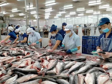 Địa phương cần quản lý chặt các cơ sở sản xuất giống cá tra