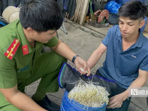 Quảng Ngãi: Phát hiện 2 chủ cơ sở làm giá đỗ ủ hóa chất kích thích tăng trưởng