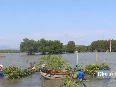 Bình Định trồng, phát triển khu bảo tồn rừng ngập mặn thích ứng với biến đổi khí hậu