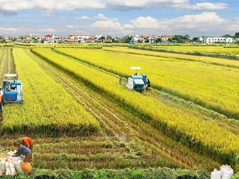 Đề án chuyên canh lúa chất lượng cao mở ra tư duy mới cho nông dân