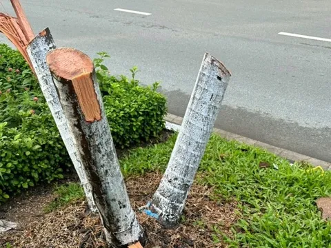 Chặt 9 cây cau che khuất bảng quảng cáo, 4 người bị tạm giam