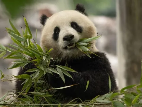 Trung Quốc đưa “sứ giả” đặc biệt trở lại Washington, D.C.