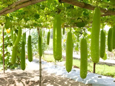 Đánh giá sức khỏe đất và dinh dưỡng cây trồng