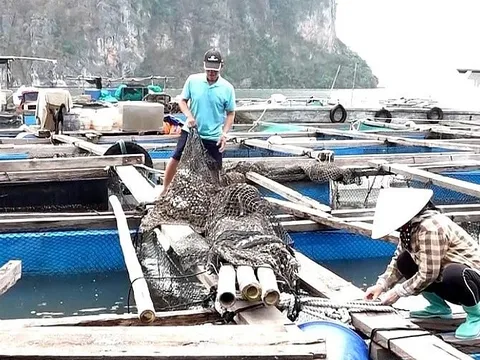 Thủ tướng chỉ đạo đẩy mạnh khôi phục sản xuất nông nghiệp sau bão số 3