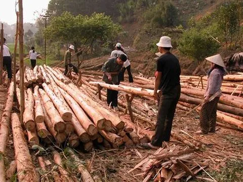 Nhiều khó khăn khi sắp xếp lại doanh nghiệp nông, lâm nghiệp