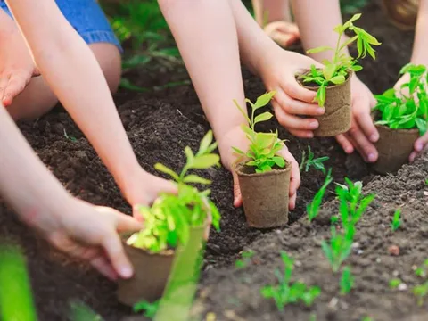 Quảng Bình phát triển trồng rừng