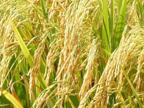 Bài 2: Cần gắn kết chặt chẽ, hài hòa lợi ích