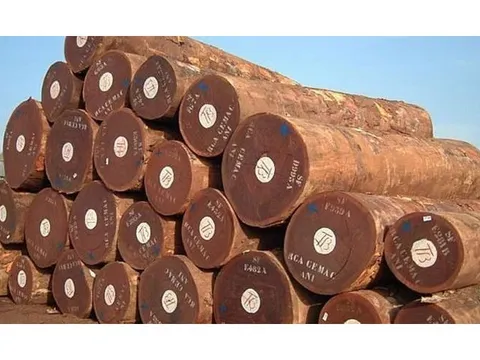 Quy định mới về gỗ hợp pháp