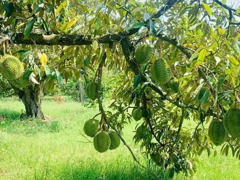 Mê "trái nhà giàu" từ cơm đến vỏ, quốc gia tỷ dân mạnh tay chi 3 tỷ USD để thưởng thức
