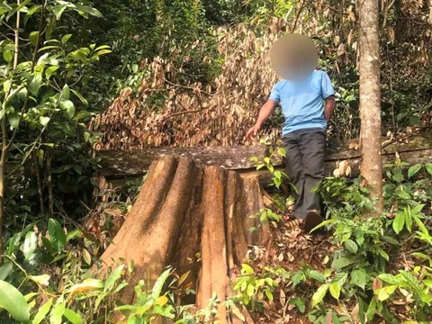 Khởi tố đối tượng vào rừng phòng hộ khai thác gỗ bứa núi