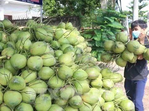 Xuất khẩu chính ngạch dừa tươi Bến Tre sang thị trường Trung Quốc