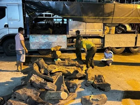 Phát hiện 1,5 tấn gỗ thuộc nhóm thực vật rừng nguy cấp, quý hiếm
