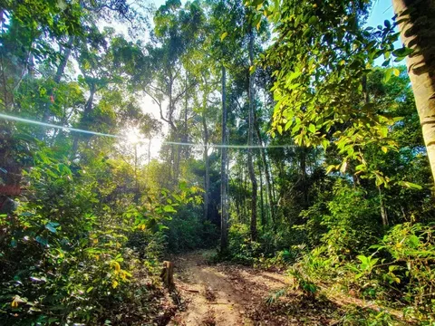 Gần 128 nghìn ha đất lâm nghiệp bị lấn, chiếm ở Đắk Lắk