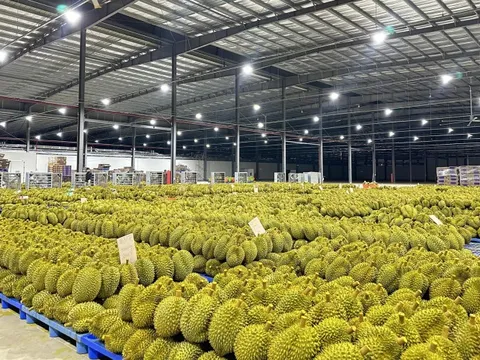 Phát triển các vùng trồng sầu riêng được đăng ký nhãn hiệu