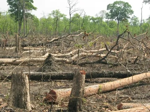 Triển khai nghị định về thanh lý rừng trồng, lưu ý rừng bị thiệt hại do bão YAGI