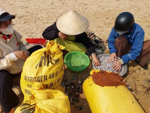 Sò huyết dạt bờ nhiều bất thường, dân đổ xô đi nhặt "lộc biển"