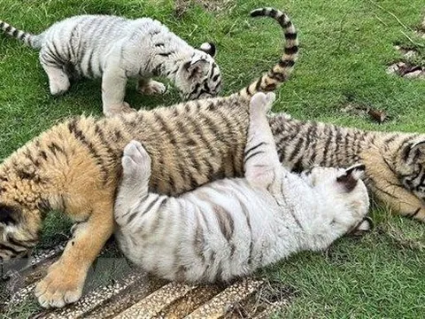 Đồng Nai đã khống chế được ổ dịch cúm gia cầm A/H5N1