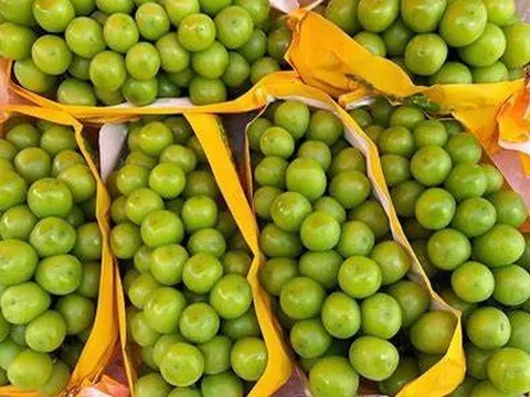 Cục Bảo vệ thực vật thông tin về nho nhập khẩu có dư lượng thuốc trừ sâu cao