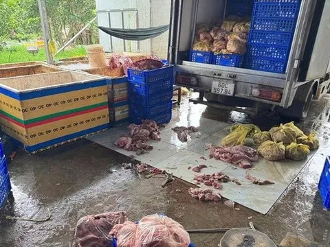 Phát hiện cơ sở chuyên thu mua heo chết bán cho các cơ sở chế biến thức ăn