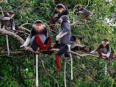 Quy hoạch bảo tồn đa dạng sinh học quốc gia thời kỳ 2021 - 2030, tầm nhìn đến năm 2050