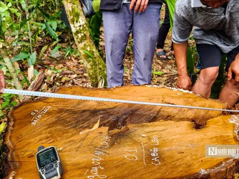 Bắt giữ nhân viên quản lý bảo vệ rừng cùng 3 đối tượng đốn hạ nhiều cây gỗ quý