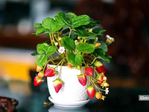 Đất sét nở hoa trên đôi tay người phụ nữ khuyết tật