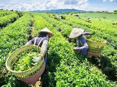 Gỡ nút thắt xuất khẩu giá rẻ cho chè Việt Nam