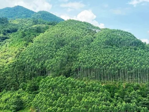 Đối tượng được giao đất rừng sản xuất không thu tiền sử dụng đất, nhiều người cần biết