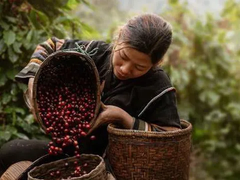 Gia Lai phát triển cà phê bền vững chống phá rừng
