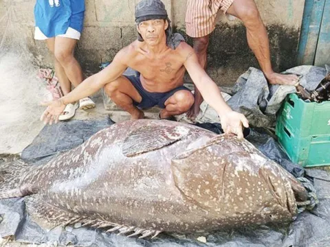 Ngư dân câu được con cá mú khổng lồ nặng 136 kg trên biển