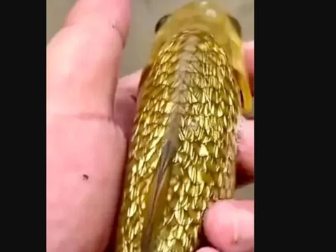 Cần thủ câu được con cá chép kỳ lạ, vảy như dát vàng