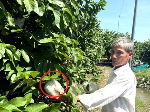 Mạnh dạn "bẻ lái" trồng loại cây quý như vàng, ông nông dân có 4 tỷ đồng rất nhẹ nhàng