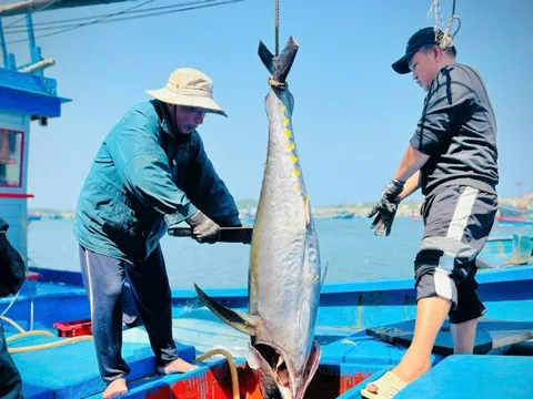 Quảng Ngãi đề nghị các địa phương chung tay xử lý nghiêm tàu cá chưa lắp VMS