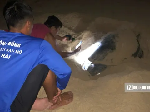 Mỗi năm Việt Nam có hơn 1.000 cá thể rùa biển bị đánh bắt không chủ ý