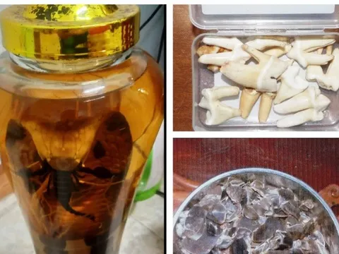 Mang rượu ngâm rắn đi bán, nam thanh niên bị khởi tố