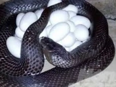 Cả làng nuôi con không chân, nghe tên nổi da gà nhưng đem về doanh thu 400 tỷ đồng