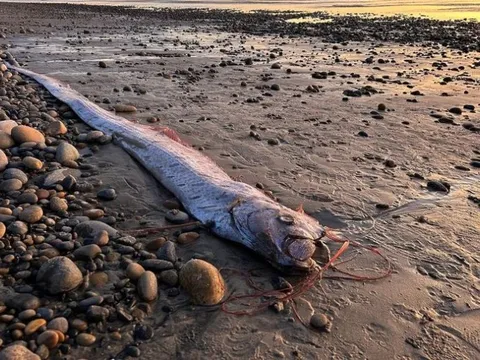 Nam sinh viên bắt được con cá mái chèo dài 3 mét trên bãi biển