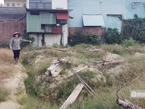 Vùng trồng đào cảnh lớn nhất Hải Phòng tan hoang trước Tết