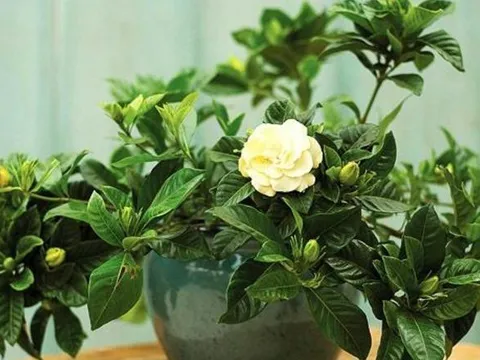 2 loại cây tuyệt đối không trồng trong phòng ngủ nếu không muốn "rước họa vào thân"