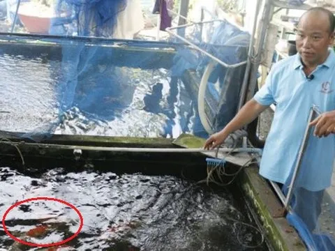 Mạnh dạn đầu tư nuôi con "hiền lành, mắn đẻ", anh nông dân nhẹ nhàng kiếm 1 tỷ đồng/năm