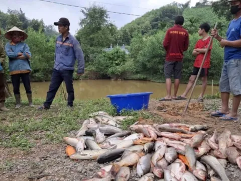 Điều tra vụ cá trong ao của nhiều hộ dân chết hàng loạt, nghi bị đầu độc