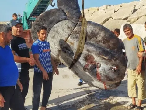 Ngư dân bắt được con cá khổng lồ nặng hơn 1.000kg trên biển