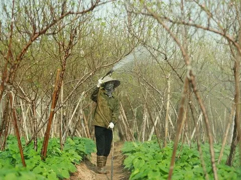 Hà Nội: Người trồng quất, đào cảnh được hỗ trợ sau bão dự kiến hơn 37 tỷ