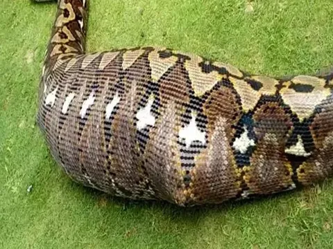 Mổ bụng trăn khổng lồ, sốc nặng khi thấy thứ bên trong