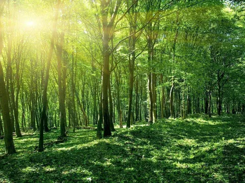 Ứng dụng công nghệ cao trong phát triển lâm nghiệp bền vững