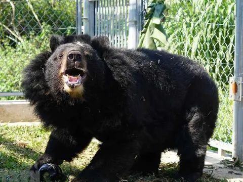 Khởi tố 2 đối tượng lấy mật lợn giả mật gấu bán với giá 15 triệu đồng