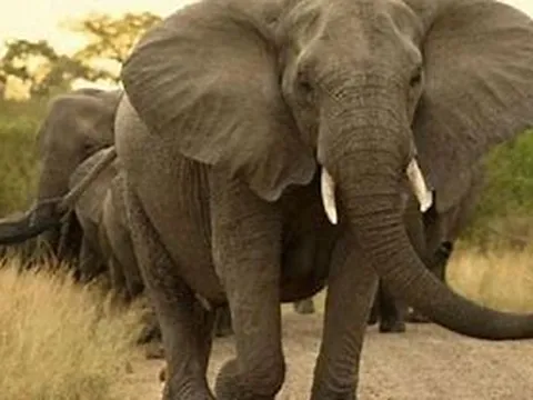 Hành động để bảo tồn loài voi