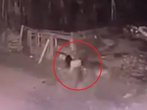 Vụ bé gái bị chó becgie cắn tử vong: Chủ nuôi chó bị xử lý thế nào?