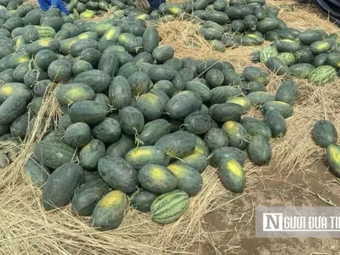 "Chát đắng" mùa dưa hấu rớt giá